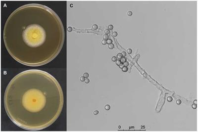 First record of Aspergillus nomiae as a broad-spectrum entomopathogenic fungus that provides resistance against phytopathogens and insect pests by colonization of plants